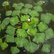 Attēlu rezultāti vaicājumam “Trapa natans”