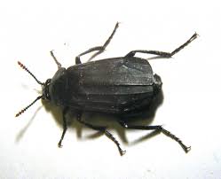 Attēlu rezultāti vaicājumam “Necrodes littoralis”