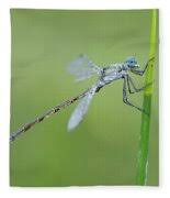 Attēlu rezultāti vaicājumam “Lestes dryas male”