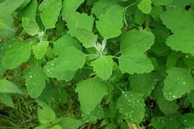 Image result for Chenopodium album