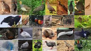 Attēlu rezultāti vaicājumam “Galliformes”