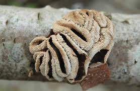 Attēlu rezultāti vaicājumam “Encoelia furfuracea”