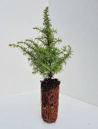 Attēlu rezultāti vaicājumam “Juniperus communis male flower”