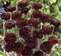 Image result for Centaurea cyanus