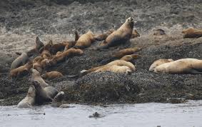 Image result for Eumetopias jubatus