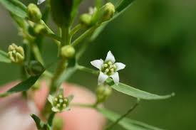 Attēlu rezultāti vaicājumam “Thesium ebracteatum leaf”