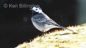 Attēlu rezultāti vaicājumam “Motacilla alba adult”