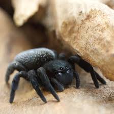 Attēlu rezultāti vaicājumam “Lycogala irregulare sessile”