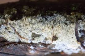 Attēlu rezultāti vaicājumam “Schizopora paradoxa”