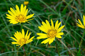 Attēlu rezultāti vaicājumam “Tragopogon pratensis subsp. pratensis”