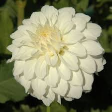 Image result for Dahlia `Snowflake`