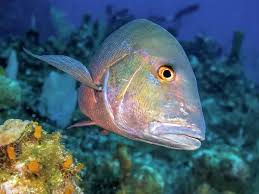 Image result for Lutjanus analis