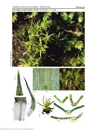 Attēlu rezultāti vaicājumam “Oxystegus tenuirostris”