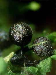 Attēlu rezultāti vaicājumam “Lamproderma puncticulatum macro”