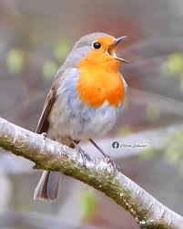 Attēlu rezultāti vaicājumam “Erithacus rubecula adult”