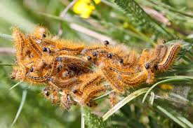 Attēlu rezultāti vaicājumam “Malacosoma castrensis male”