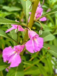 Attēlu rezultāti vaicājumam “Balsaminaceae”