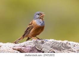 Image result for Emberiza caesia