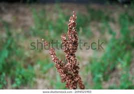 Attēlu rezultāti vaicājumam “Rumex hydrolapathum fruit”