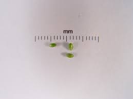 Attēlu rezultāti vaicājumam “Carex pallescens”