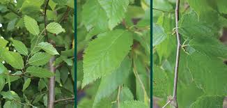Attēlu rezultāti vaicājumam “Betula alleghaniensis leaf”