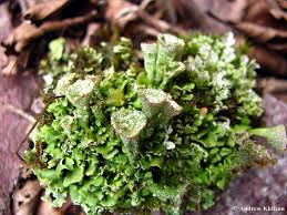Attēlu rezultāti vaicājumam “Cladonia pyxidata”