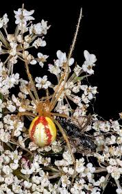 Attēlu rezultāti vaicājumam “Theridiidae”