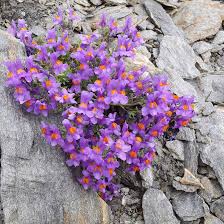 Attēlu rezultāti vaicājumam “Trichia alpina”