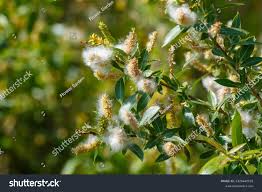 Attēlu rezultāti vaicājumam “Salix pentandra flower”