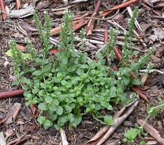 Attēlu rezultāti vaicājumam “Veronica serpyllifolia bud”