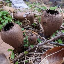 Attēlu rezultāti vaicājumam “Tubifera ferruginosa subsp. acutissima young”