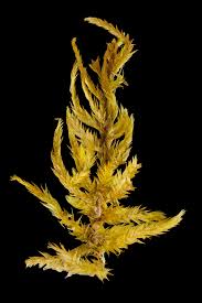 Attēlu rezultāti vaicājumam “Callicladium haldanianum”