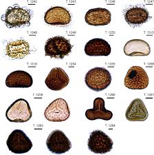Attēlu rezultāti vaicājumam “Rosellinia desmazieri spores”