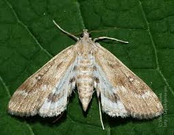 Attēlu rezultāti vaicājumam “Parapoynx stratiotata male”