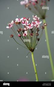 Attēlu rezultāti vaicājumam “Butomaceae”