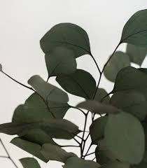 Attēlu rezultāti vaicājumam “Populus x lettland”