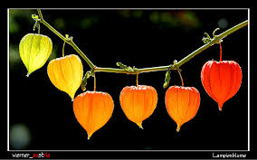 Image result for Lampionblume