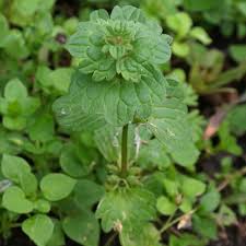 Attēlu rezultāti vaicājumam “Lamium amplexicaule leaf”