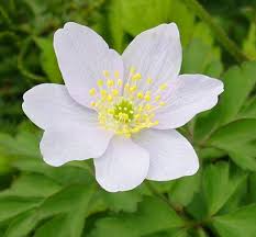 Attēlu rezultāti vaicājumam “Anemone x lipsiensis flower”