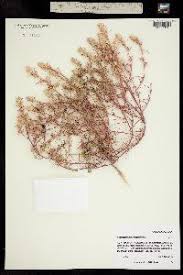 Attēlu rezultāti vaicājumam “Corispermum hyssopifolium”