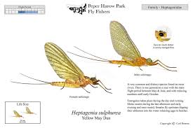 Attēlu rezultāti vaicājumam “Heptagenia sulphurea female”