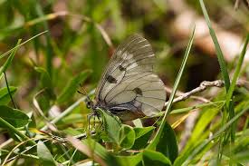 Attēlu rezultāti vaicājumam “Parnassius mnemosyne underside”