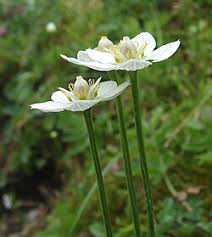 Attēlu rezultāti vaicājumam “Parnassia palustris bud”