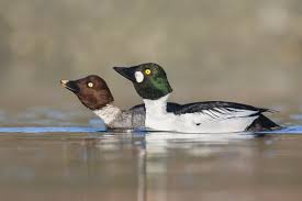 Attēlu rezultāti vaicājumam “Bucephala clangula juvenile”