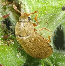 Attēlu rezultāti vaicājumam “Byturus tomentosus”