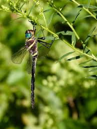 Attēlu rezultāti vaicājumam “Reticularia jurana macro”