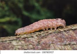 Attēlu rezultāti vaicājumam “Xestia triangulum”