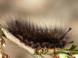 Attēlu rezultāti vaicājumam “Gynaephora selenitica”