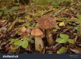 Attēlu rezultāti vaicājumam “Leccinum melaneum”