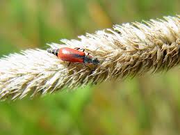 Attēlu rezultāti vaicājumam “Anthocomus rufus”